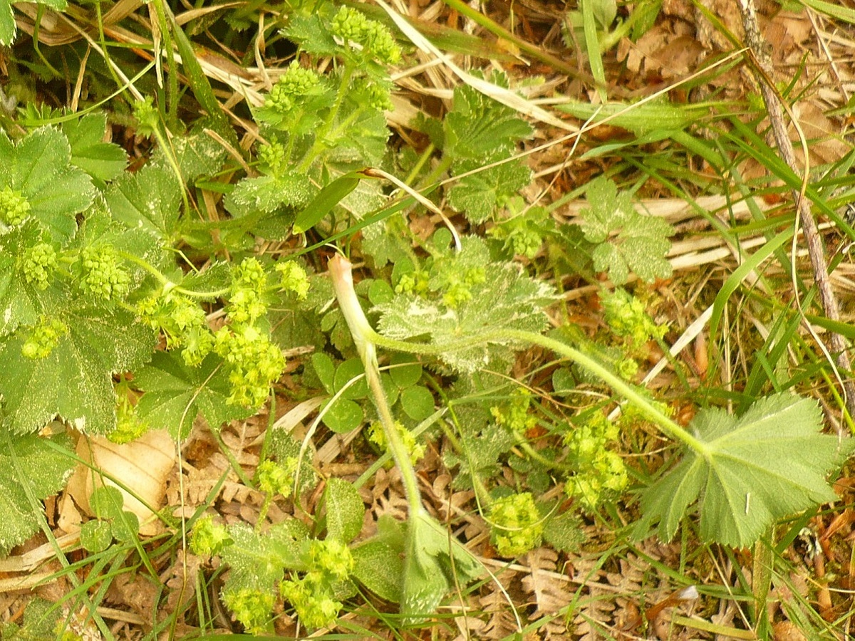 Alchemilla filicaulis (Rosaceae)